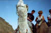 Driving on a camel